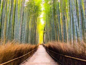 Bambusový les v japonskom Kjóte