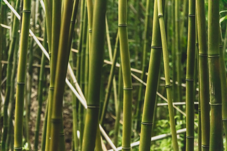 5 zaujímavých faktov o bambuse, ktoré ste (možno) nevedeli